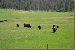 Wildlife loop 1