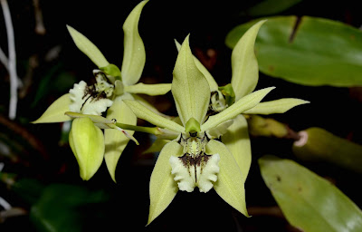 Coelogyne brachyptera orchid plant care and culture