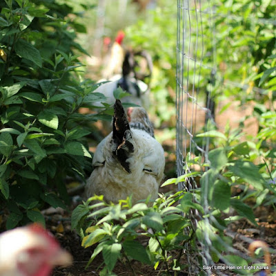 eight acres: guest post - Five more reasons to keep chickens, aside from eggs