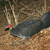 Megapode - Incubator Bird