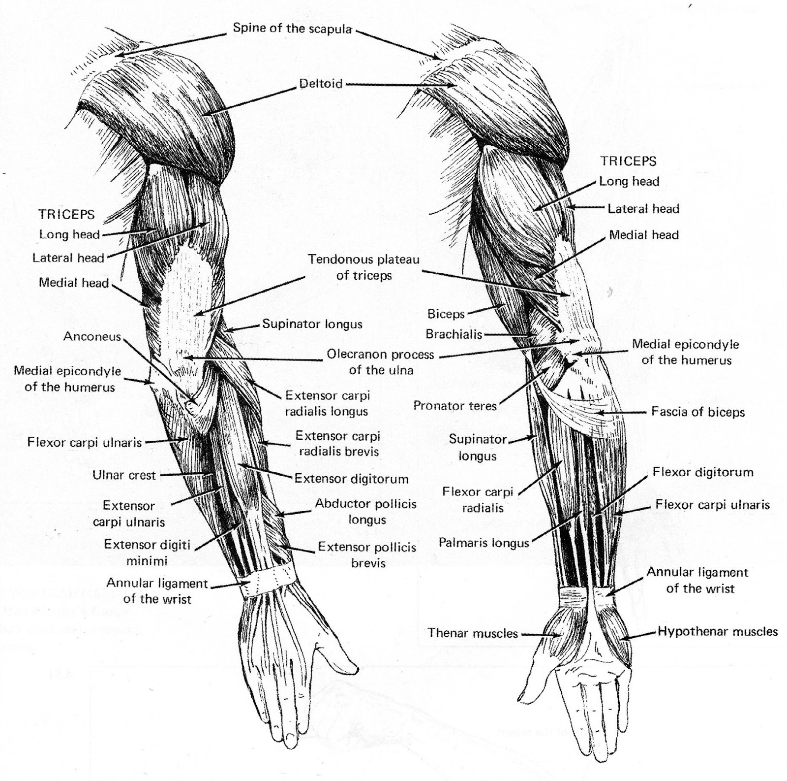 Life Drawing; Professor Kyle Stevenson: Assignment #2: Arm Muscles