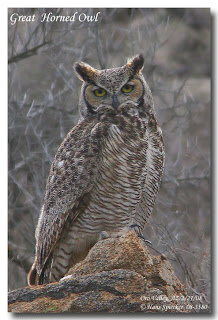 Búho orejudo, Ñacurutú, Bubo virginianus