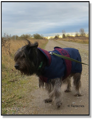 auch Hunde haben mal einen schlechten Tag