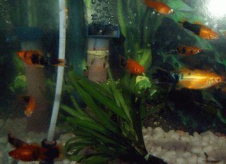 variable platy fish picture