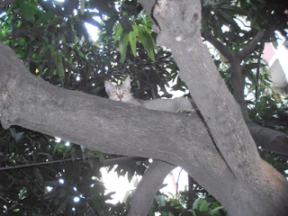 A cat looking curiously from a tree