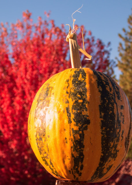 Pumpkin in front of Autumn Red Maple Tree Apple Hill Placerville California