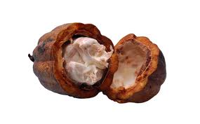  budidaya tanaman kakao atau budidaya coklat PANDUAN BUDIDAYA COKLAT / BUDIDAYA KAKAO