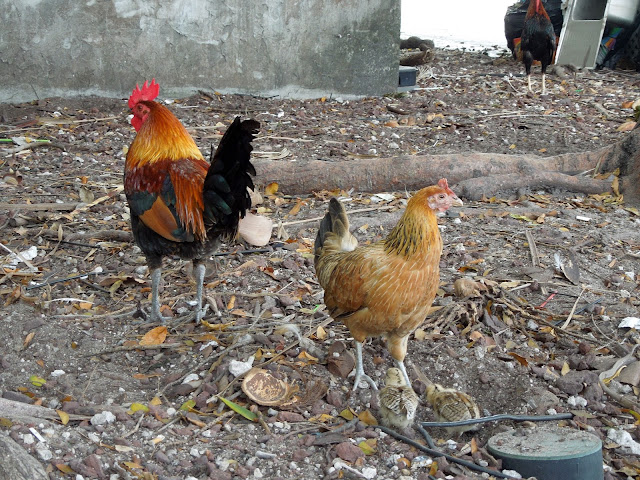 chicken family