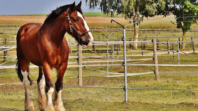 Shire Horse HD Wallpaper