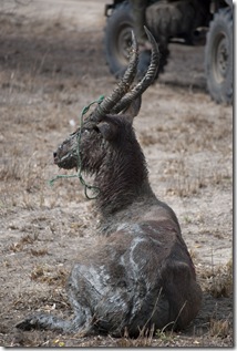 Bush Meat-4