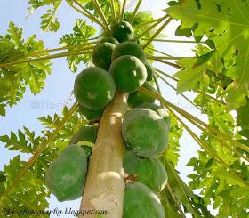 Papaya Plant Picture