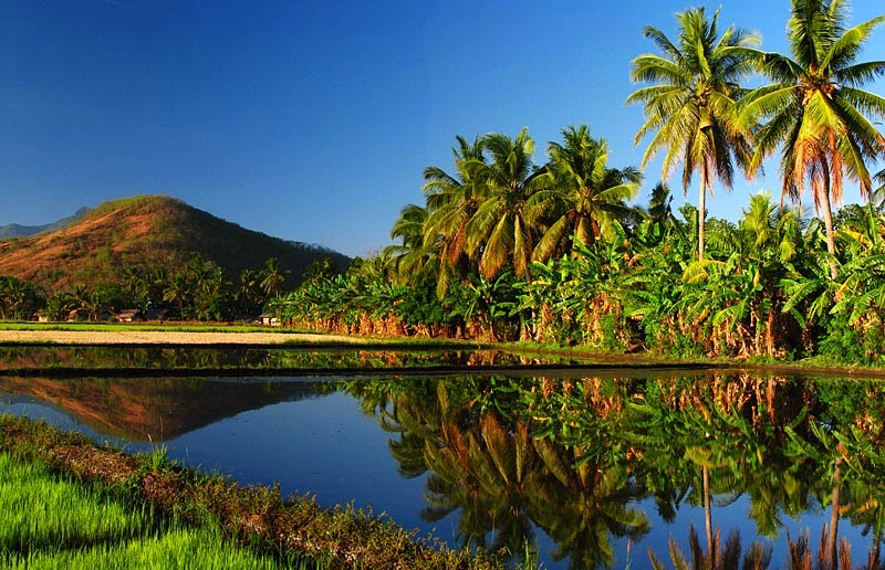  Gambar Suasana Sawah Hijau Sore Hari Potensi Alam Nyata 