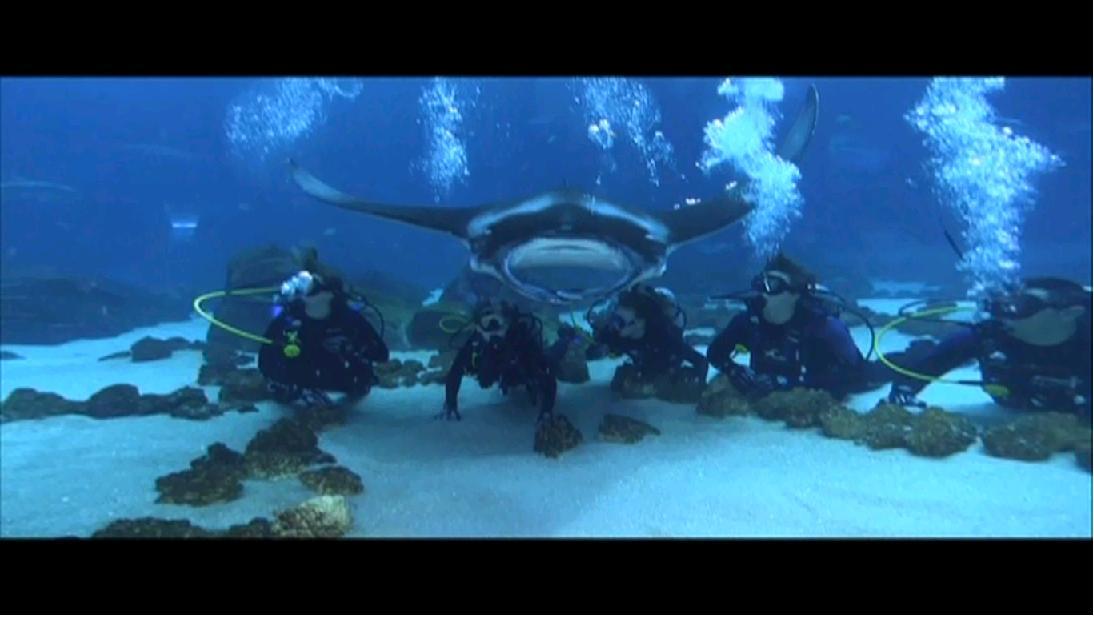 Georgia Aquarium Internship: T-6 Weeks! - DIVE4