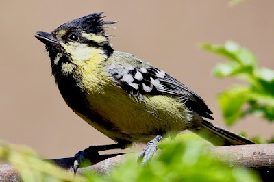 "Indian Yellow Tit (Machlolophus aplonotus) is a tiny but colourful songbird. Bright yellow plumage with contrasting black markings distinguishes this species. Perched atop a  brach, displaying its bright plumage and energetic personality."