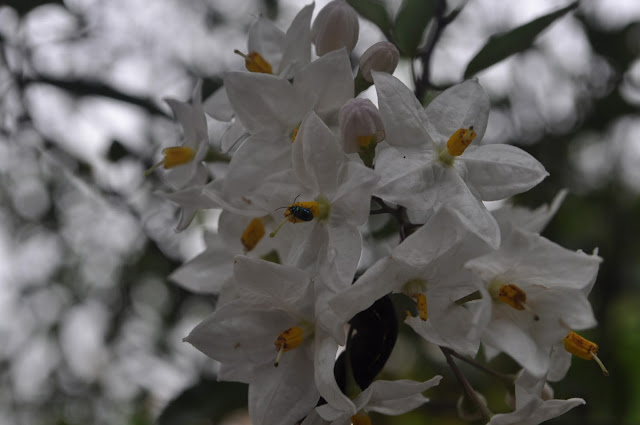 mussoorie garden