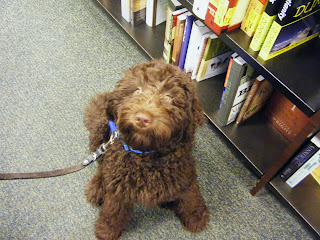 Alfie sits next to a bookshelf, staring intently up at me