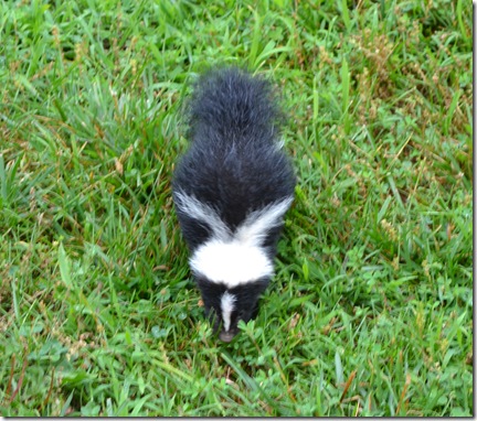 Party ~ Scones ~ Skunk 034