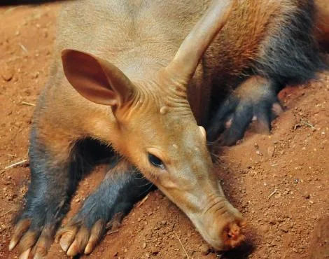 Yerdomuzu (Aardvark) Hakkında Bilgiler