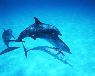 Dolphin_Wallpaper_08