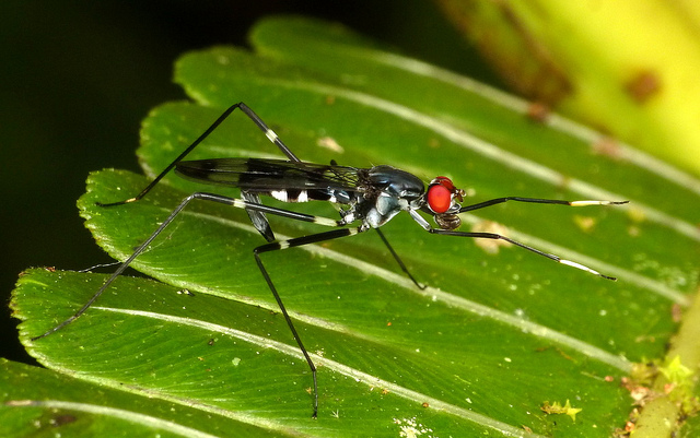 Incríveis fotografias de insetos em Macro