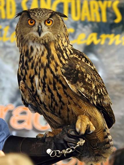 such as the tawny owl from England first pic Eurasian eagle owl