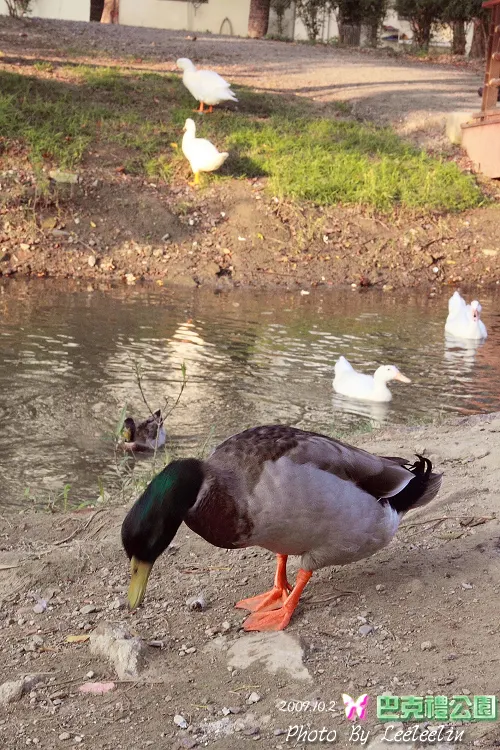 巴克禮紀念公園台南如詩如畫般景點~近慈香庭素食餐廳