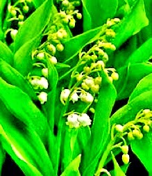 http://fr.wikipedia.org/wiki/Muguet_de_mai