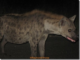 The nomadic males 064