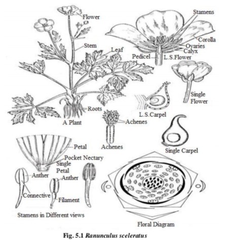 Ranunculaceae,Ranunculaceae Famil,Ranunculaceae family plants