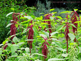amaranthus flowers in the color of the year