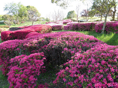 山田池公園 ツツジの丘（花木園）