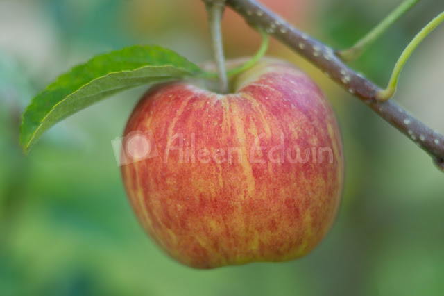 Ripe red apple growing on an apple tree
