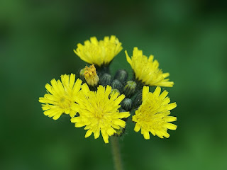 Épervière des prés - Pilosella caespitosa