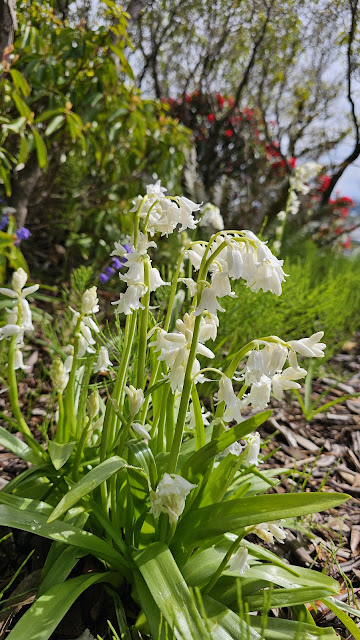 White bowing flowers