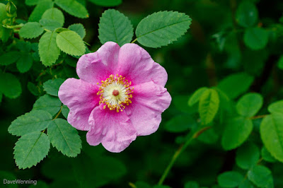 Nootka Rose