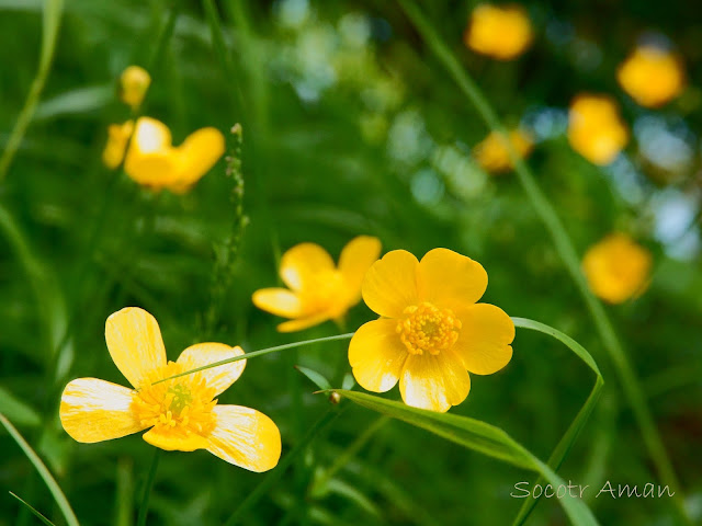 Ranunculus grandis