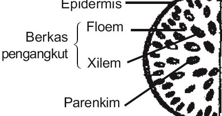  Gambar  Anatomi  Batang Dikotil  Dan  Monokotil  Beserta 