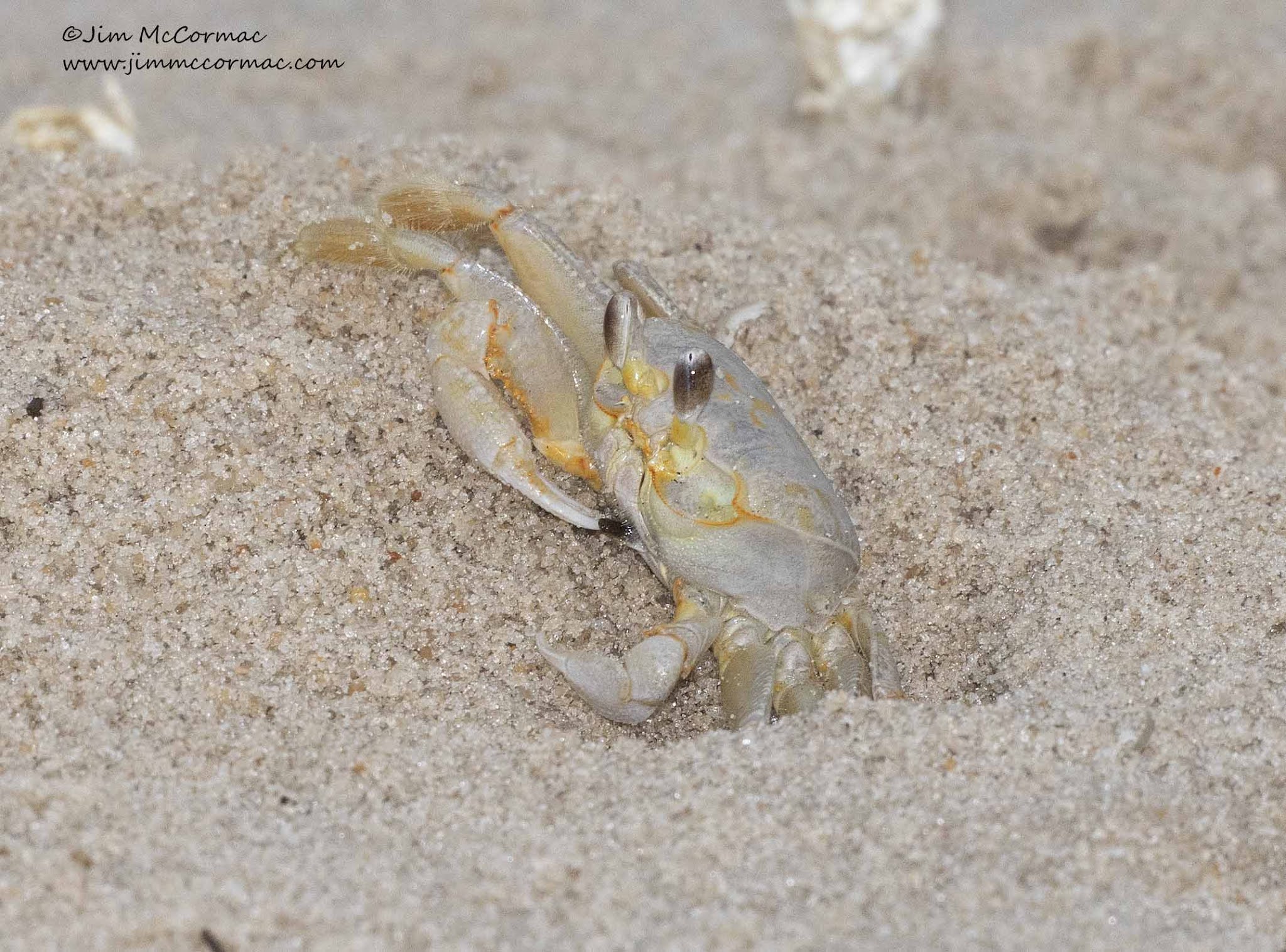 Ohio Birds and Biodiversity: Atlantic Ghost Crab: A fascinating decapod