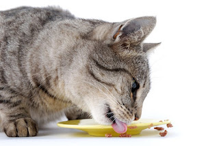 nutrisi kucing yang tepat