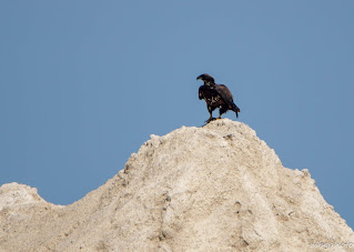 juvenile eagle photo by mbgphoto