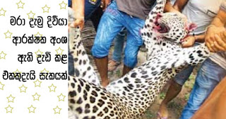  Was the killed leopard...  brought up by security forces?