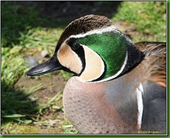 Slimbridge WWT - May