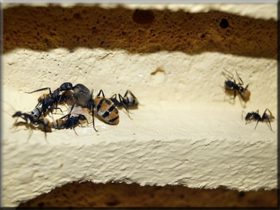 Queen ants| hormigas reina  obreras