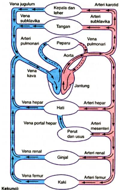 ASUHAN KEPERAWATAN: PEREDARAN DARAH