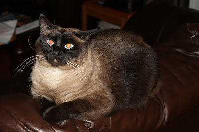 seal point siamese cat