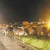 Motorista flagra mais de 40 cabeças de gado durante noite em rodovia de Boa Ventura