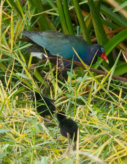 Purple Gallinule (Porphyrio martinicus)