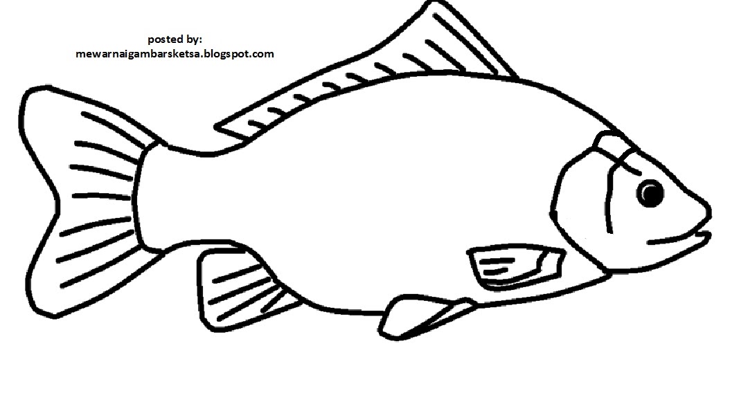 Mewarnai Gambar  Mewarnai Gambar  Sketsa  Hewan  Ikan  10