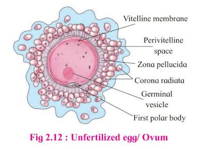 Unfertilized egg/Ovum