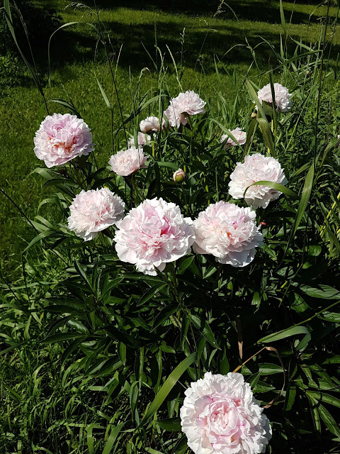 pink peonies in Garden Hacquoil Rd. slate River